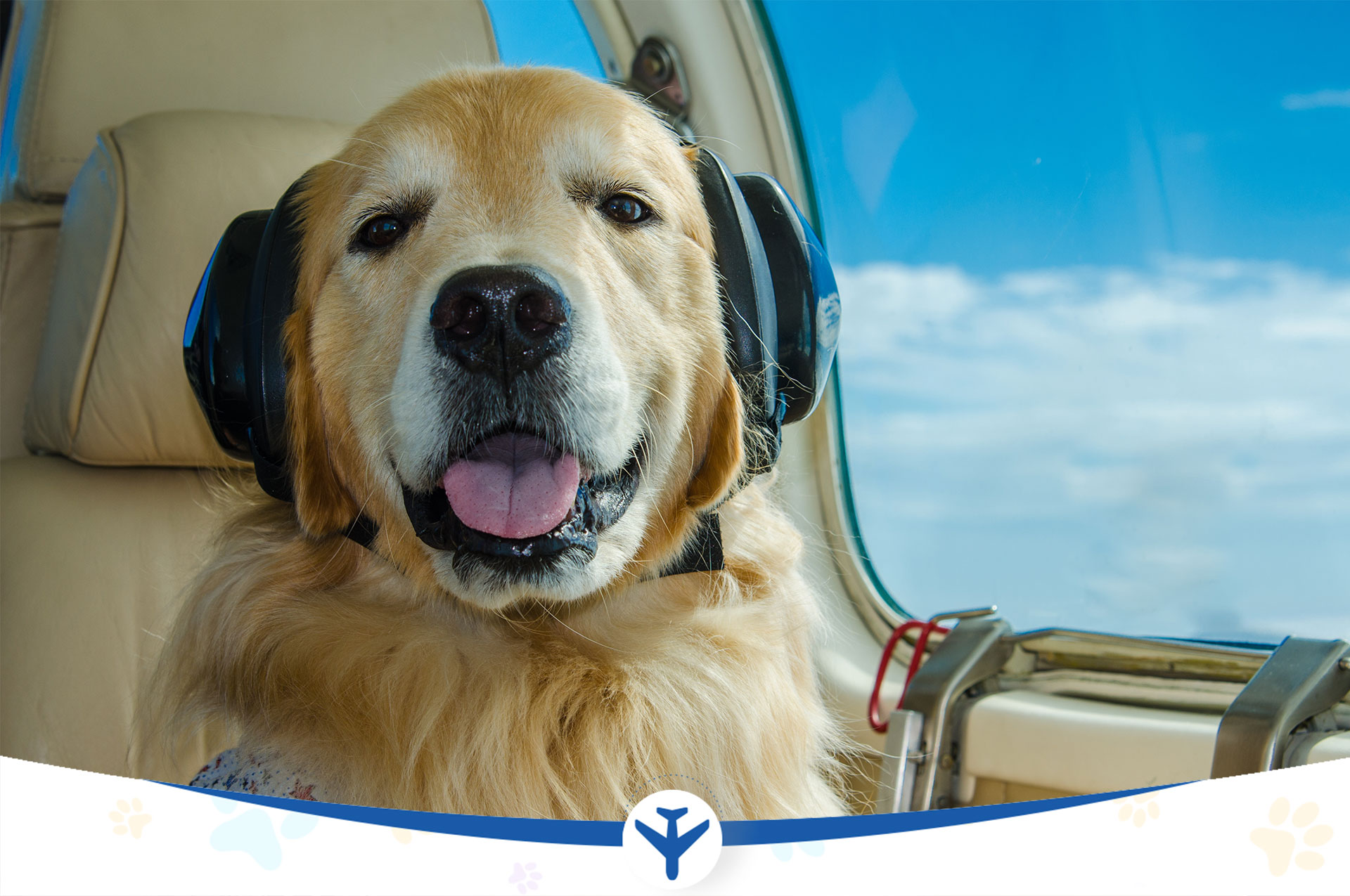 Private Jet Pet Travel - Ferndale Kennels & Cattery