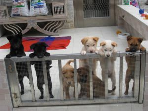 Puppies_at_gate_x_7