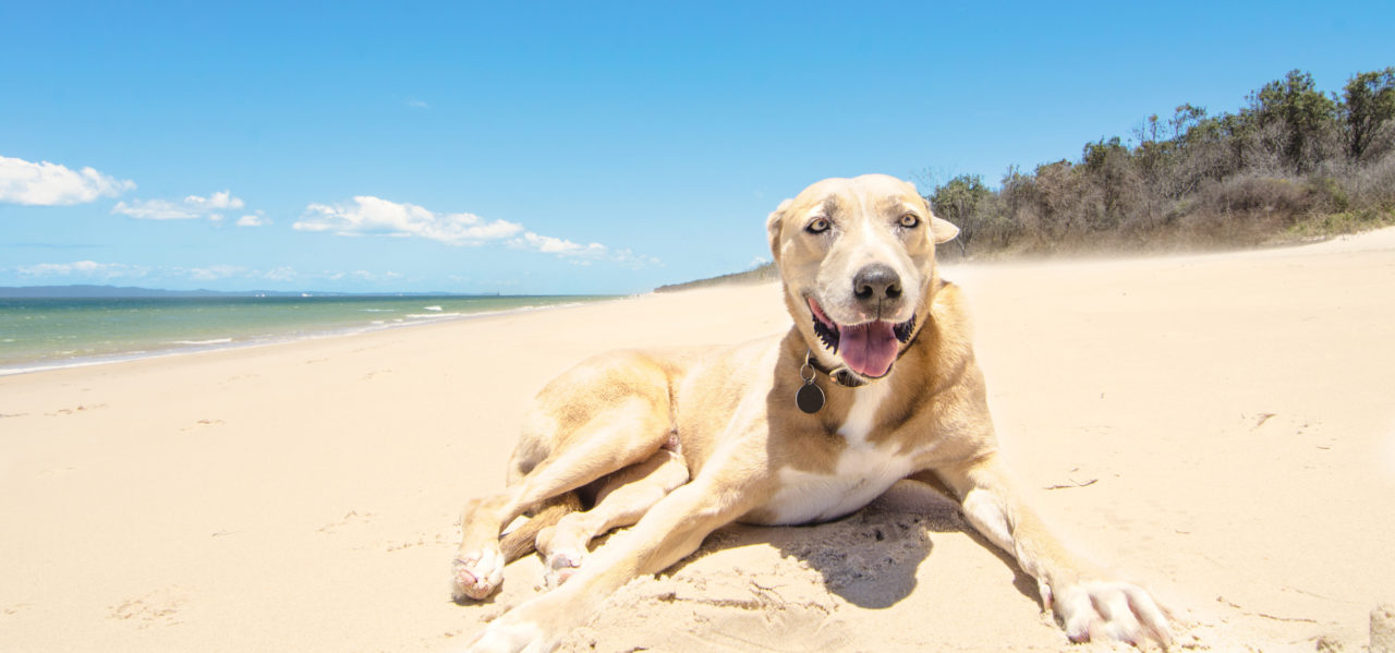Pet Relocation & Shipping Services to/from Australia