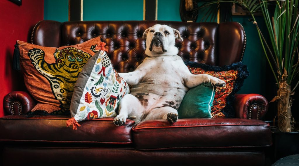 uk dog sofa