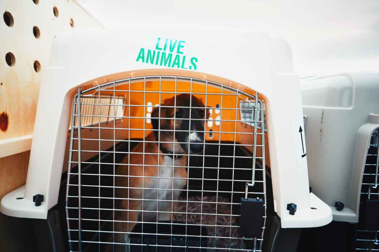 Crate Training for Pets Travel Guide