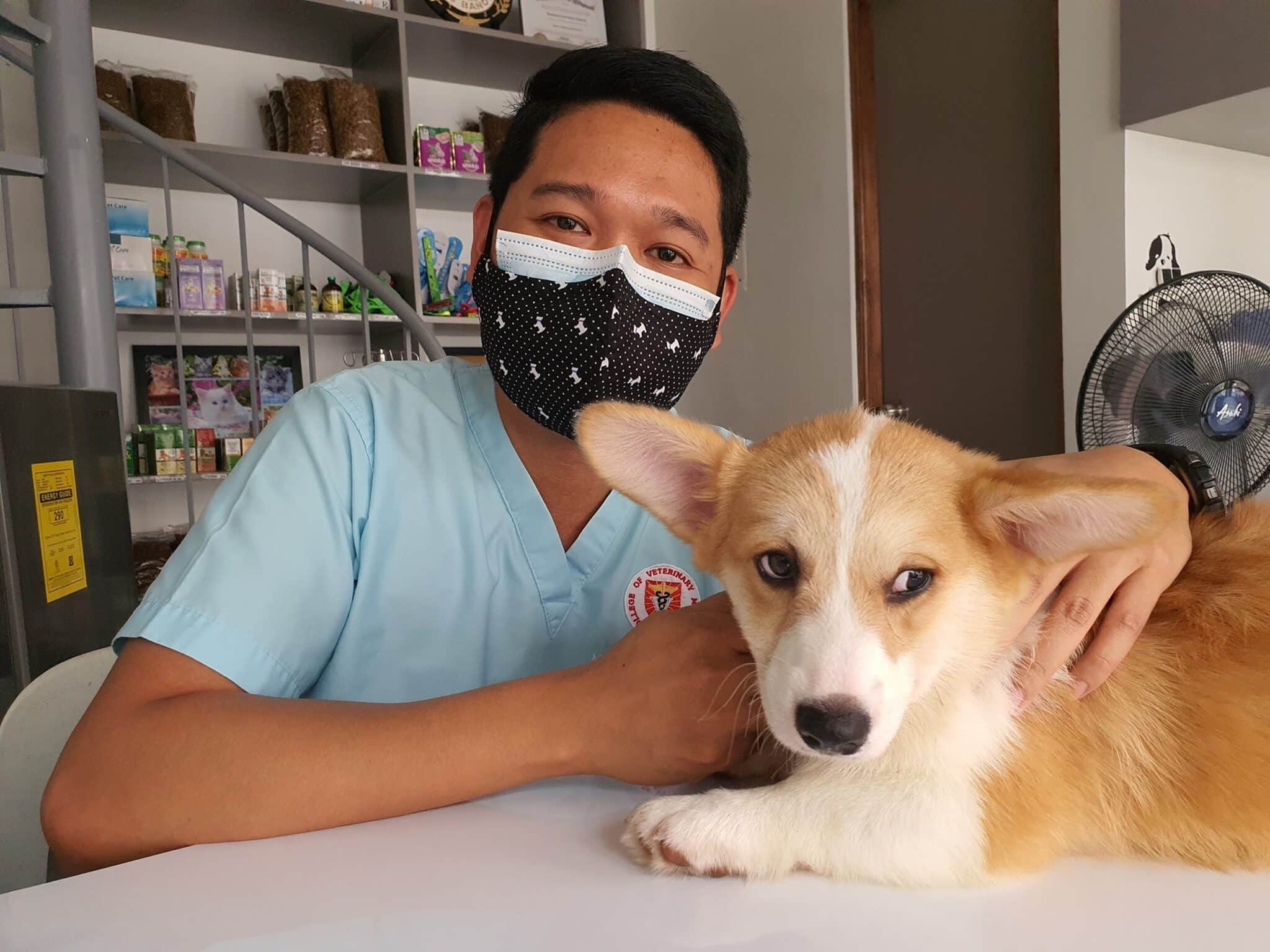 Importing Pets to Singapore | Singapore Pet Import Requirement