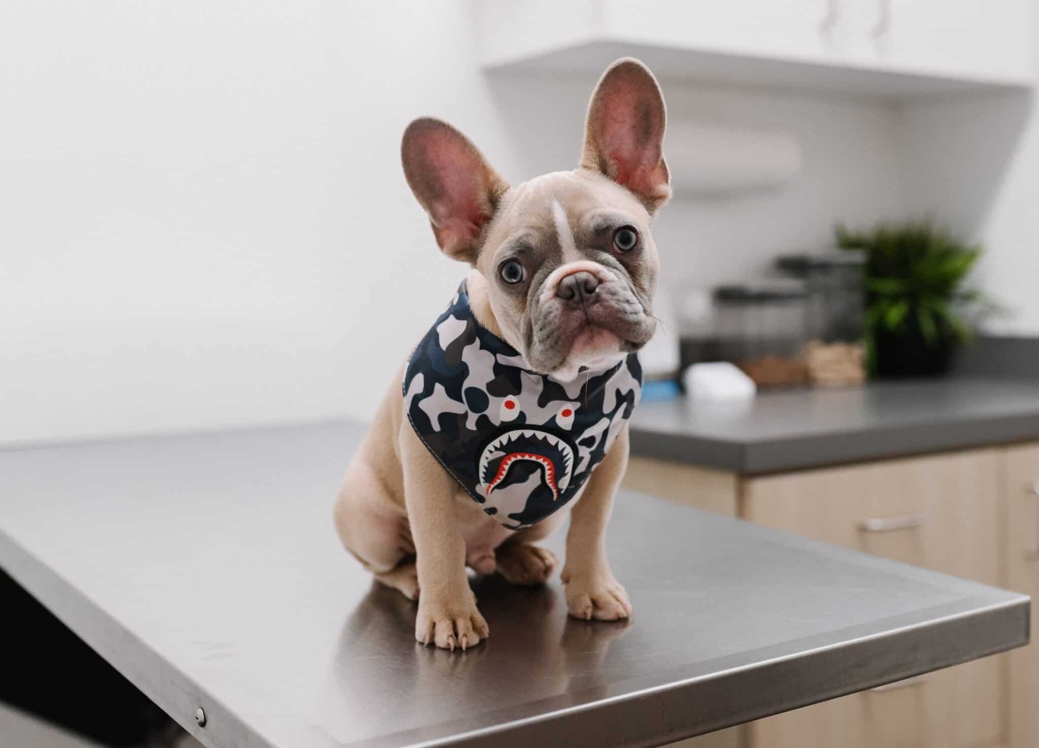 Exporting Pets from Singapore Pet Export Rules & Regulations