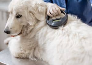 pet microchipping