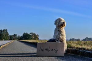 Dog on the road to Hamburd