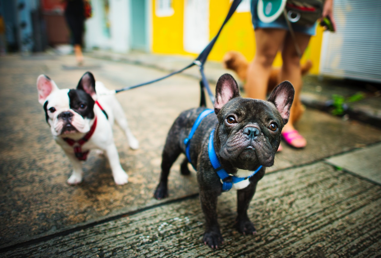 What are Pet Quarantine Procedures for Hong Kong?