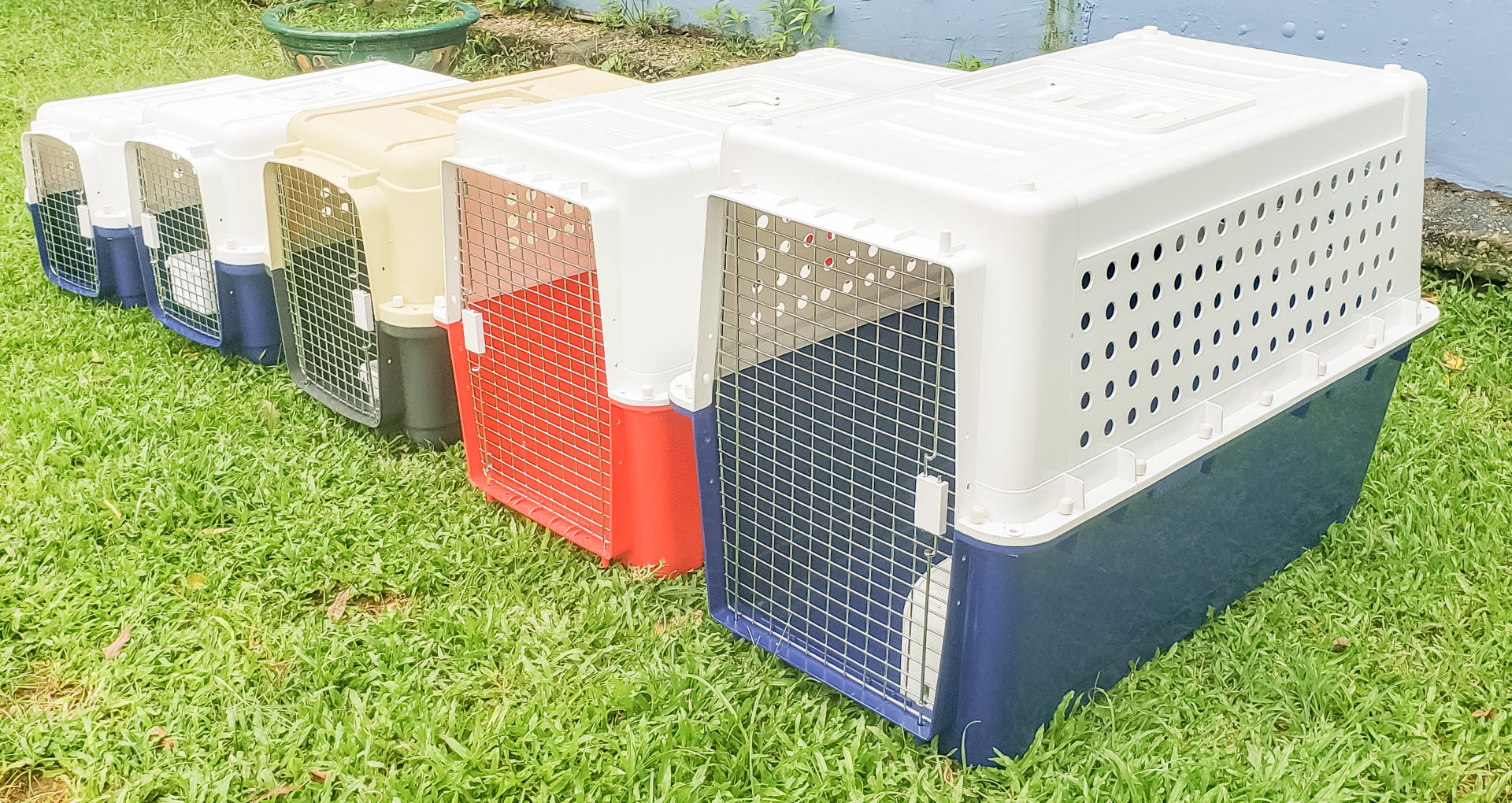 Crate Training an Older Dog Ferndale Kennels & Cattery
