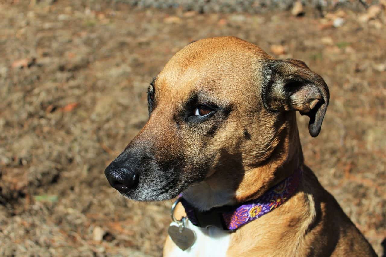 Found dog best sale check microchip