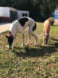 Dogs in Ferndale kennels in Hong Kong