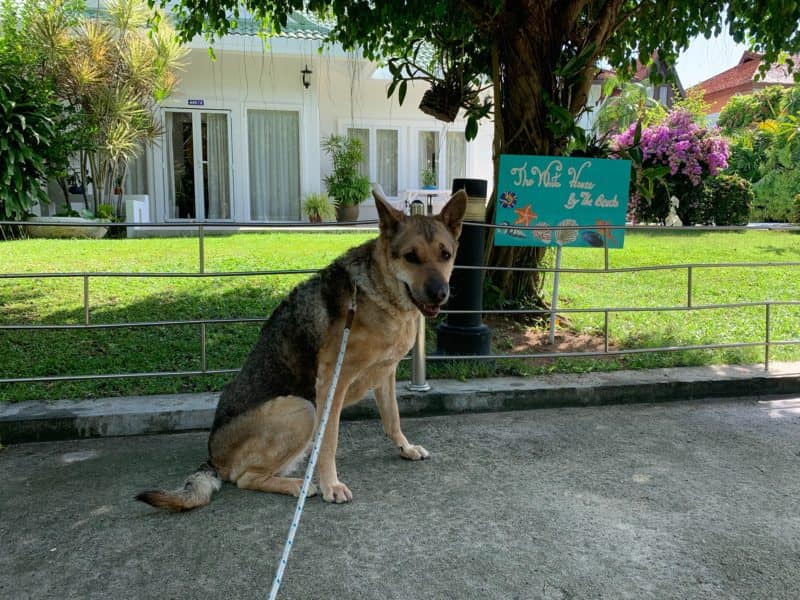 Flying our dog Toby to Thailand (June 2019)