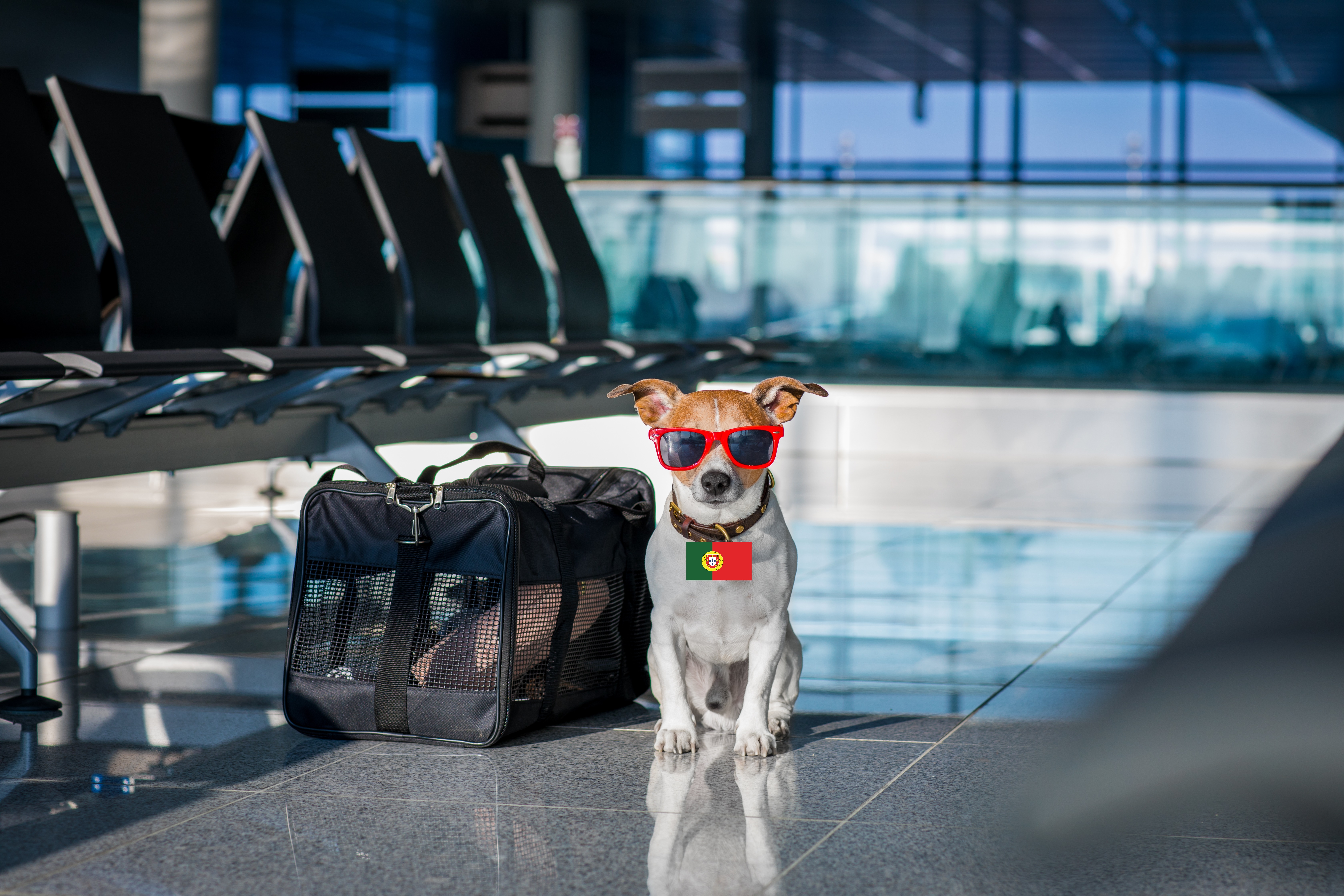 Dog relocation