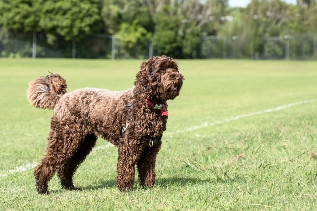 Labradoodle