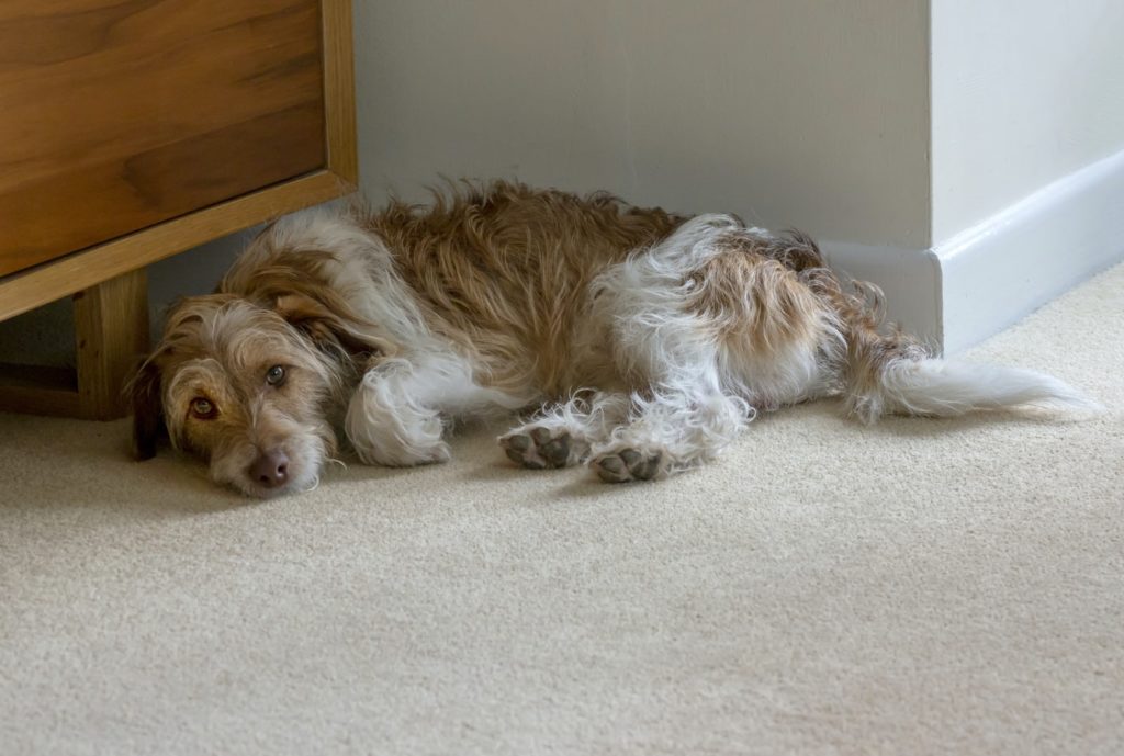 dog on carpet