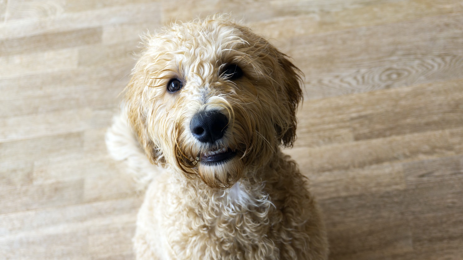 Kvæle Rejsende købmand i dag Cavoodles & Labradoodles. The Basics. - Ferndale Kennels & Cattery