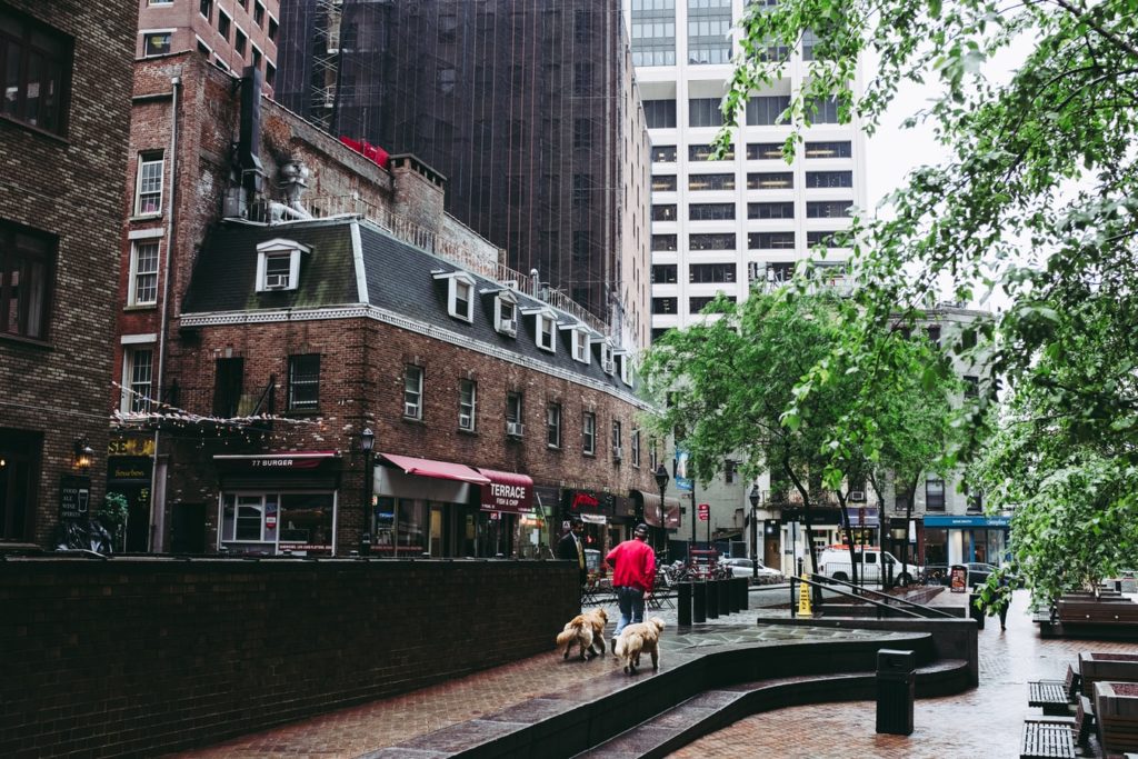 nyc dog streetscene