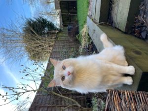 white cat to UK