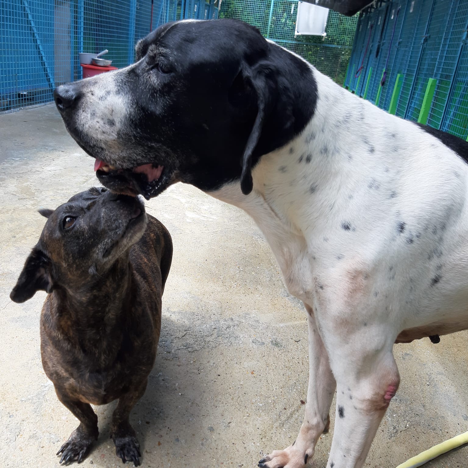 Pet Boarding Services in Hong Kong Ferndale Kennels & Cattery