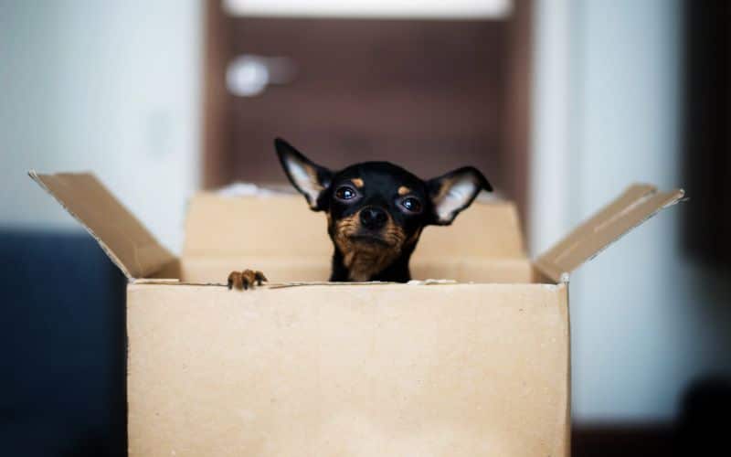 Exporting Pets from Singapore Pet Export Rules & Regulations