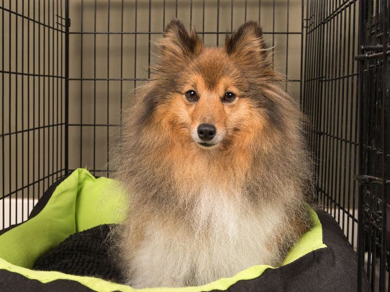 Importing Pets to Singapore Singapore Pet Import Requirement