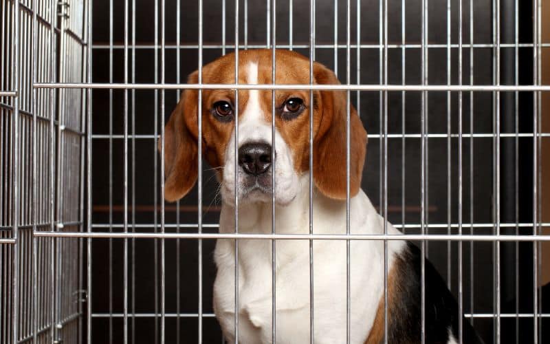 Dog quarantine fees