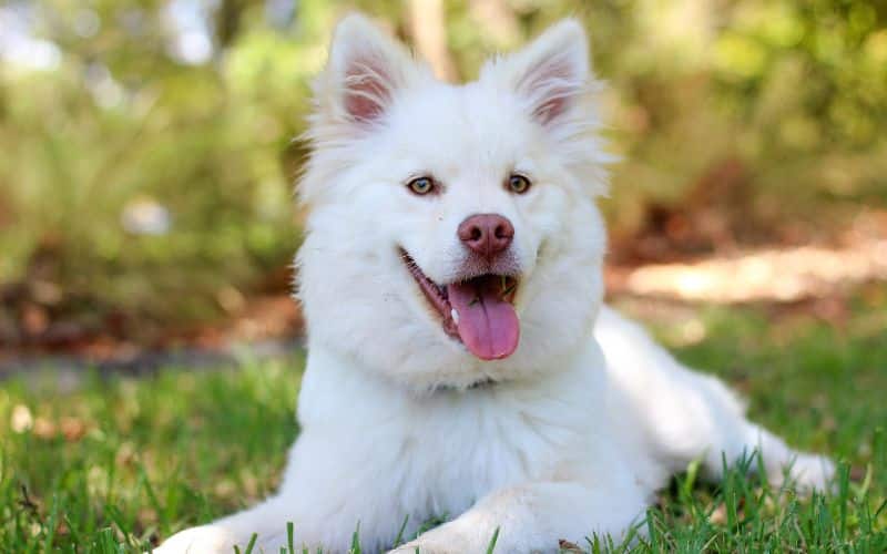 cost of bringing a dog to Australia