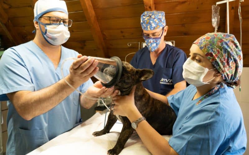 veterinary fees