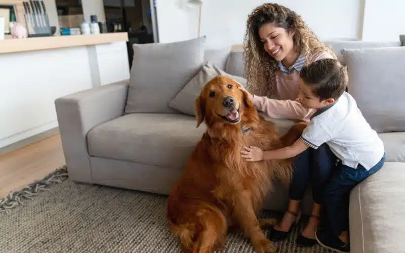 Dog Home environment