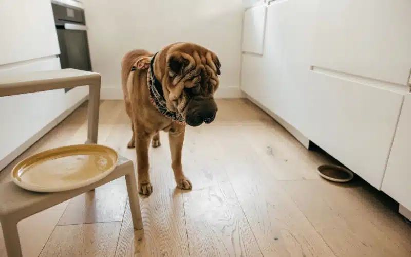 Dog anxiety