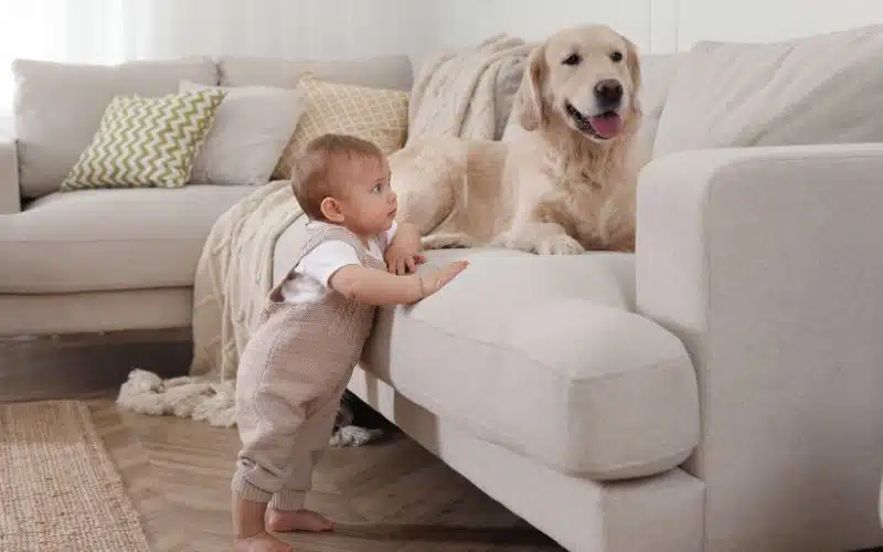 Dog relaxed body language