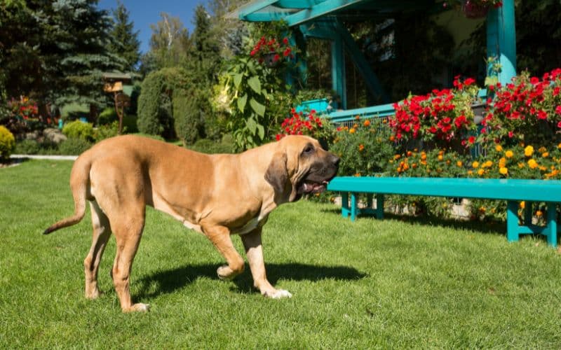 Fila Brasileiro