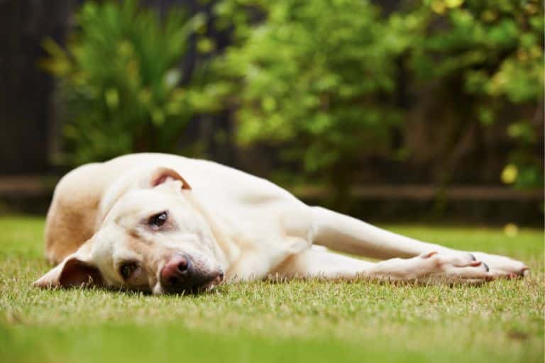 how anxiety affects dog
