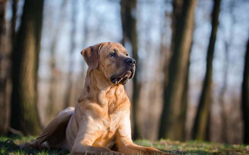 banned dogs in Australia