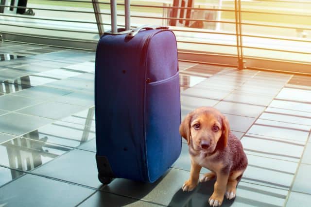 before travelling with pets on Qantas