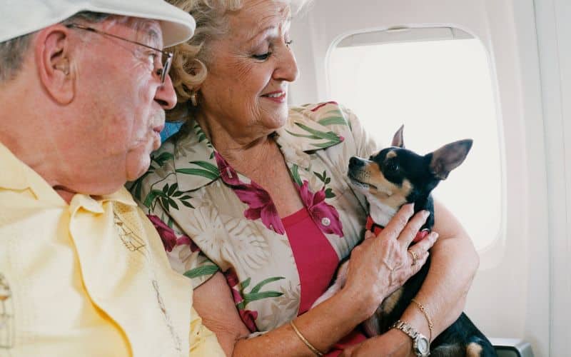 can you take your dog on a plane in australia