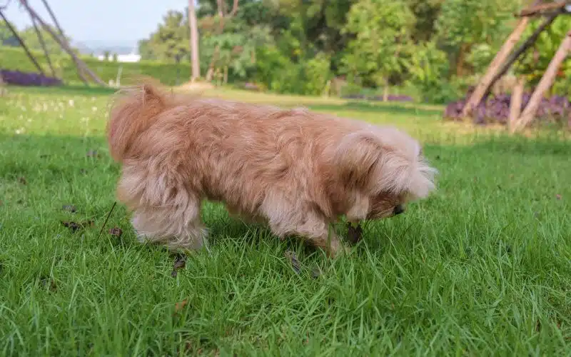 curious dog