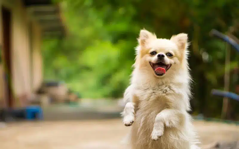dog responding to name