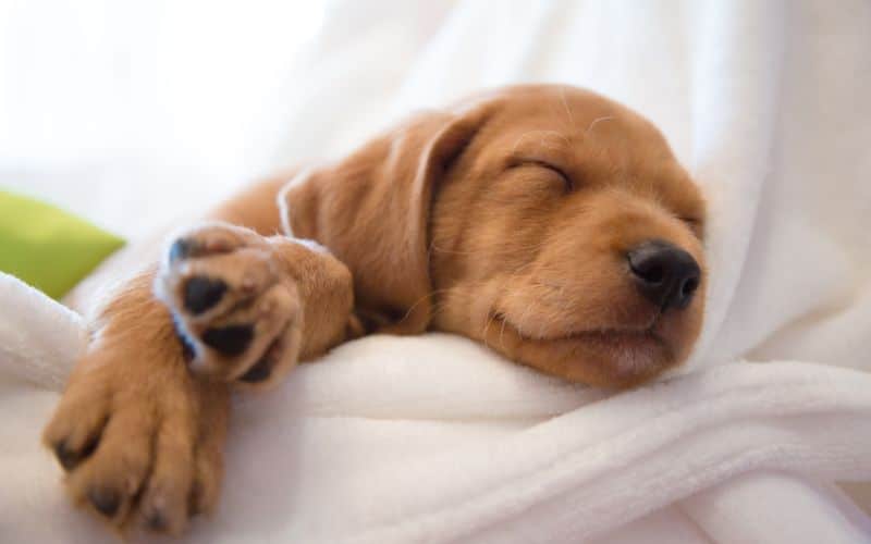 dog sleeping pattern