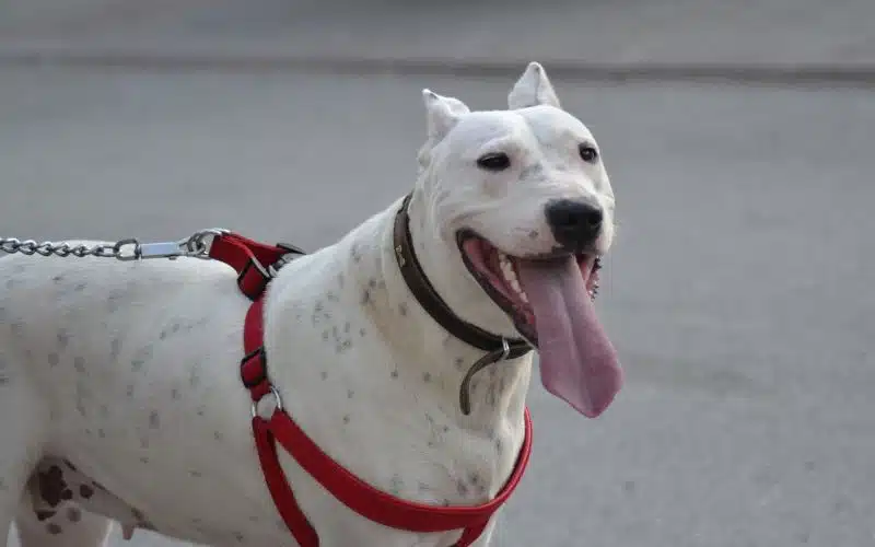 dogo argentino restricted in Australia