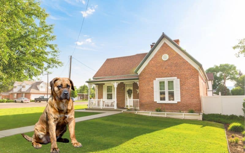 perro de presa canario