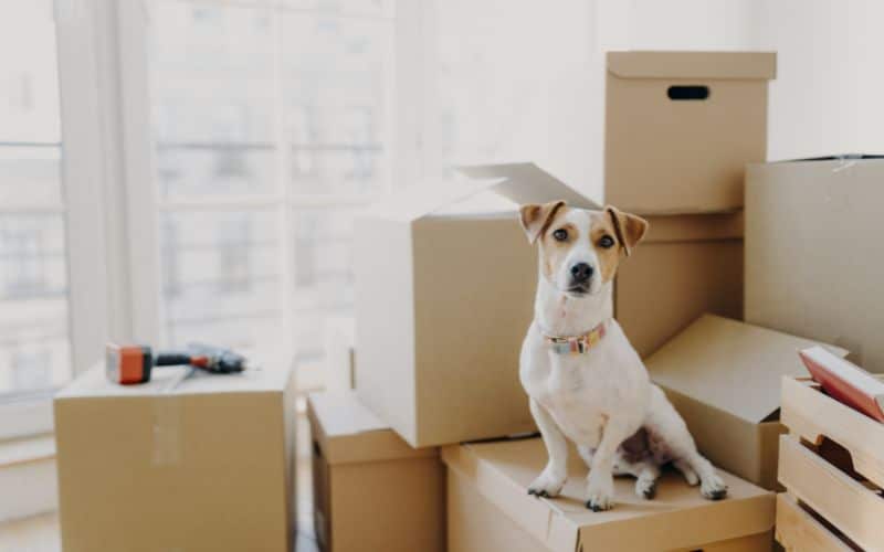 pet relocation south korea
