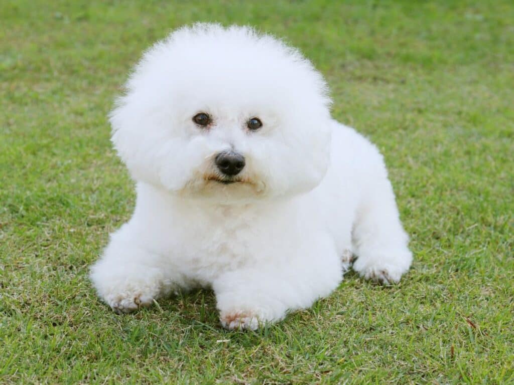 Bichon Frise