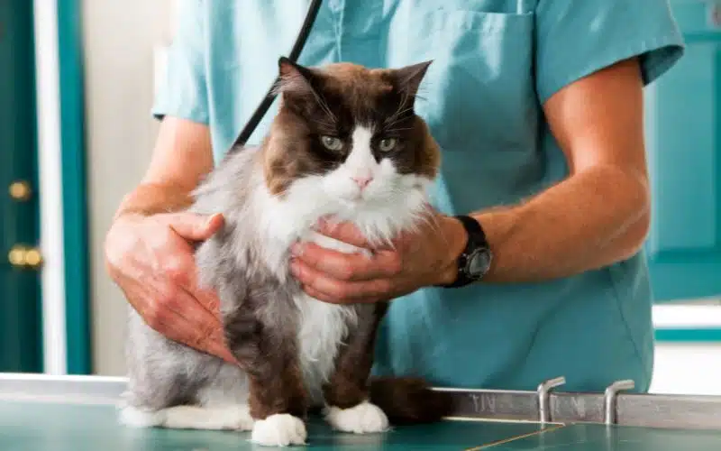 Consult a cat veterinarian