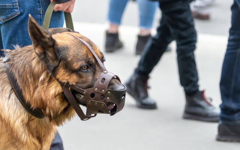 Dogs That Need to Be Muzzled in Singapore