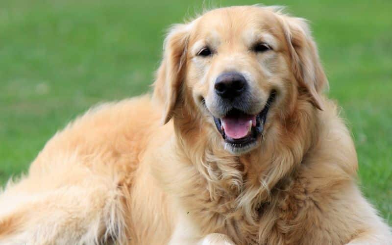 Golden Retriever