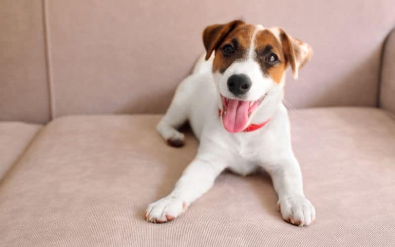 Jack Russel Terrier