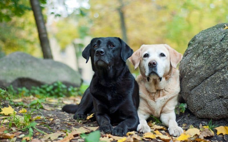 Labrador Retriever