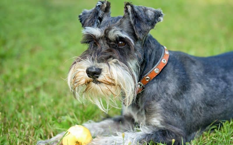 Miniature Schnauzer