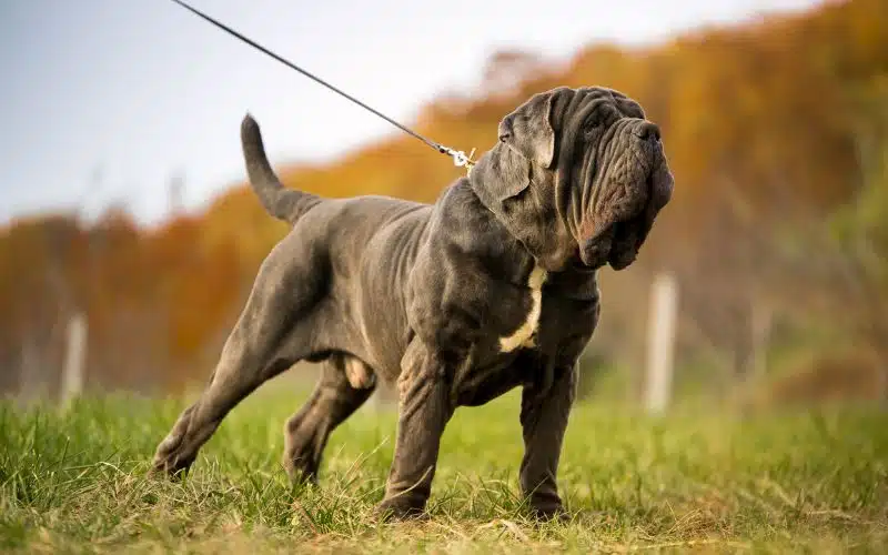 Neapolitan Mastiff banned in singapore