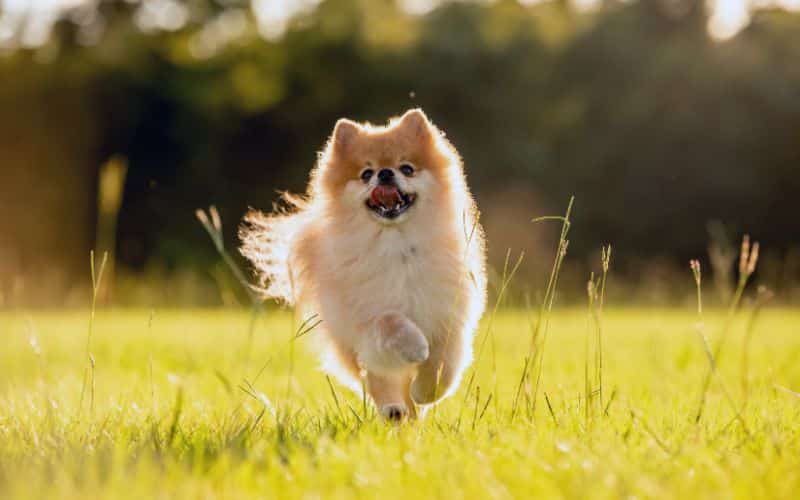 Pomeranian