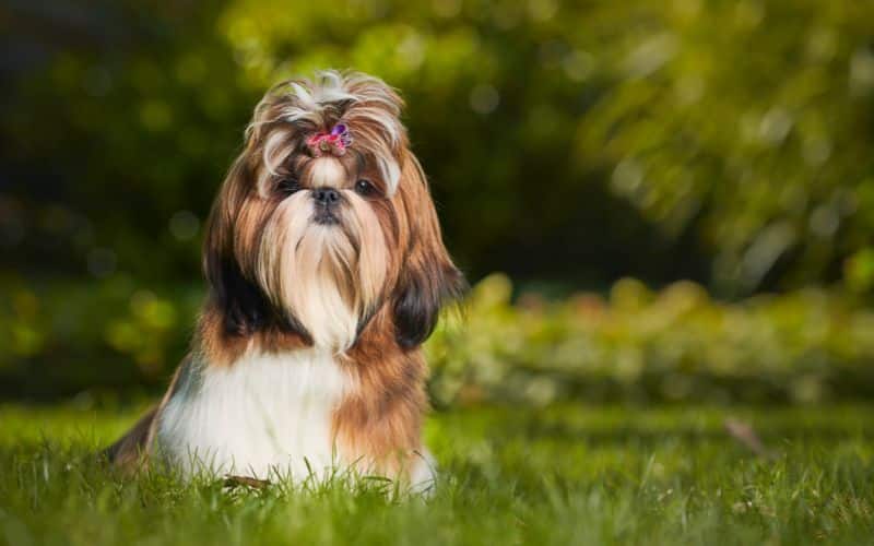 Shih tzu